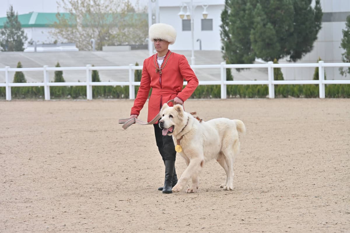 «Искусство разведения туркменского алабая» официально включено в Список ЮНЕСКО